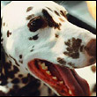 biagioedvmg's Avatar